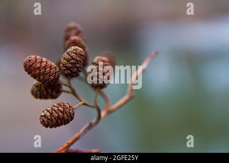 Baby pine cones on a small thin branch with a blurred out background Stock Photo
