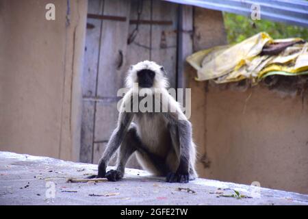 Black-faced monkey looking at the camera, Wooden door and mud wall in the background.