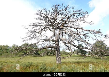 Dead Scots Pine, Black Wood of Rannoch, an remnant of an ancient Caledonian forest, Loch Rannoch Scottish Highlands. Stock Photo