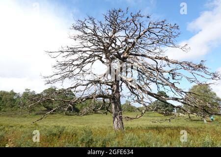 Dead Scots Pine, Black Wood of Rannoch, an remnant of an ancient Caledonian forest, Loch Rannoch Scottish Highlands. Stock Photo