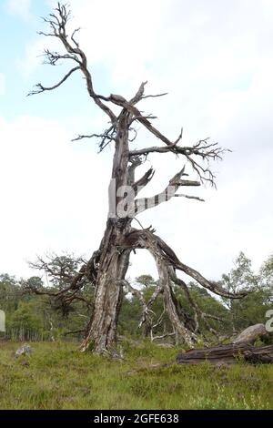 Dead Scots Pine, Black Wood of Rannoch, an remnant of an ancient Caledonian forest, Loch Rannoch Scottish Highlands. Stock Photo