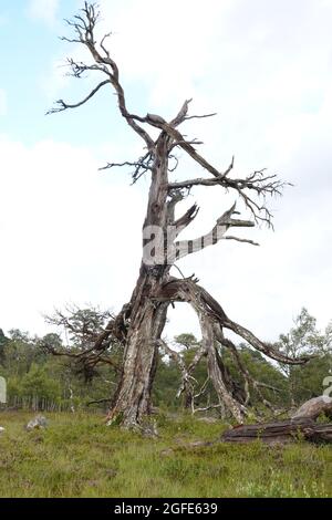 Dead Scots Pine, Black Wood of Rannoch, an remnant of an ancient Caledonian forest, Loch Rannoch Scottish Highlands. Stock Photo