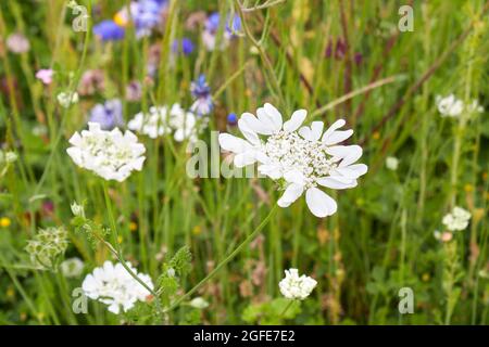 Orlaya grandiflora white flower Stock Photo