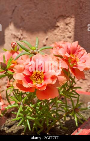 Portulaca grandiflora colorful flowers Stock Photo
