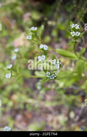 Valerianella locusta pale blue inflorescence Stock Photo