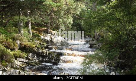 Black Wood of Rannoch the remains of an ancient Caledonian Forest that once covered much of the Scottish Highlands, United Kingdom Stock Photo