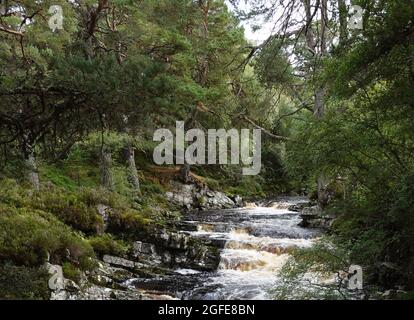 Black Wood of Rannoch the remains of an ancient Caledonian Forest that once covered much of the Scottish Highlands, United Kingdom Stock Photo