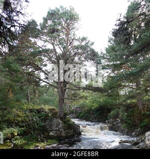 Black Wood of Rannoch the remains of an ancient Caledonian Forest that once covered much of the Scottish Highlands, United Kingdom Stock Photo