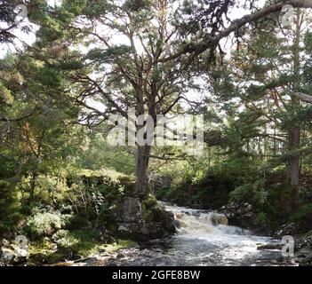 Black Wood of Rannoch the remains of an ancient Caledonian Forest that once covered much of the Scottish Highlands, United Kingdom Stock Photo