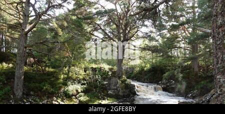 Black Wood of Rannoch the remains of an ancient Caledonian Forest that once covered much of the Scottish Highlands, United Kingdom Stock Photo