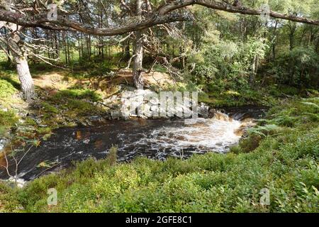 Black Wood of Rannoch the remains of an ancient Caledonian Forest that once covered much of the Scottish Highlands, United Kingdom Stock Photo