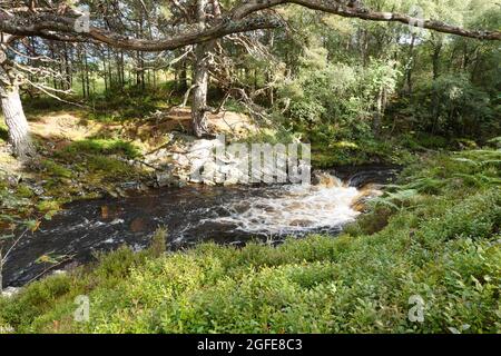 Black Wood of Rannoch the remains of an ancient Caledonian Forest that once covered much of the Scottish Highlands, United Kingdom Stock Photo