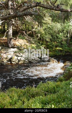 Black Wood of Rannoch the remains of an ancient Caledonian Forest that once covered much of the Scottish Highlands, United Kingdom Stock Photo