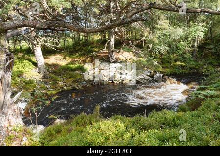 Black Wood of Rannoch the remains of an ancient Caledonian Forest that once covered much of the Scottish Highlands, United Kingdom Stock Photo