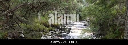 Black Wood of Rannoch the remains of an ancient Caledonian Forest that once covered much of the Scottish Highlands, United Kingdom Stock Photo