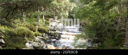 Black Wood of Rannoch the remains of an ancient Caledonian Forest that once covered much of the Scottish Highlands, United Kingdom Stock Photo