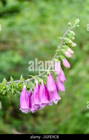 Digitalis purpurea, purple plant and flowers known as common foxglove in Germany, Europe Stock Photo