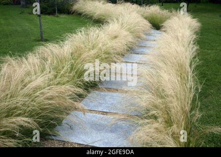 Mexican Feathergrass Lining a Path in Garden Surrey England Stock Photo