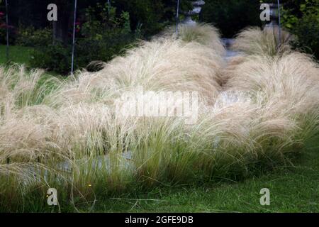 Mexican Feathergrass Lining a Path in Garden Surrey England Stock Photo
