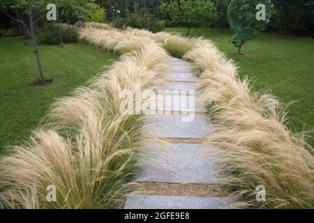 Mexican Feathergrass Lining a Path in Garden Surrey England Stock Photo