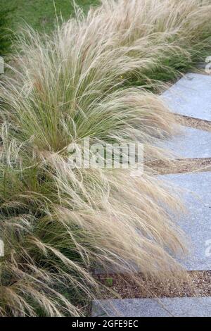 Mexican Feathergrass Lining a Path in Garden Surrey England Stock Photo
