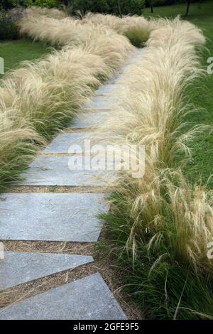 Mexican Feathergrass Lining a Path in Garden Surrey England Stock Photo