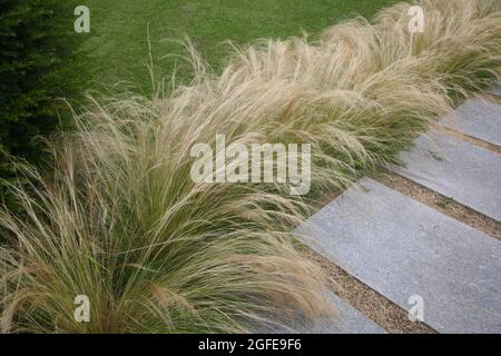 Mexican Feathergrass Lining a Path in Garden Surrey England Stock Photo