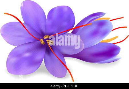 Realistic purple saffron flowers with long pestles and gentle petals isolated on white background. Vector tropical plants illustration. Stock Vector
