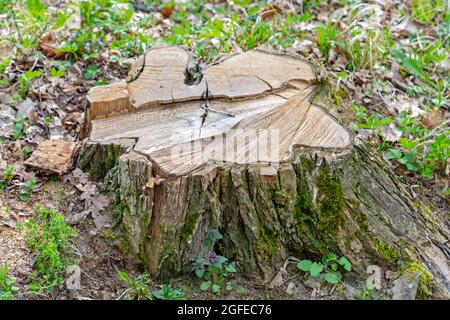 Cutted Tree Stump in Woods Nature Damage Stock Photo