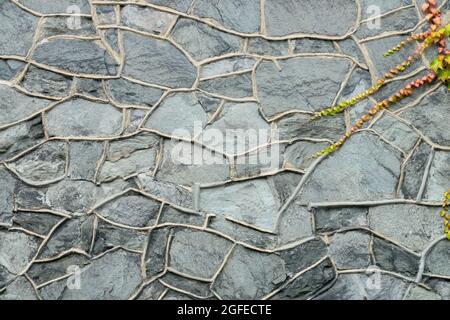 Stone rock wall pattern and climbing plant wall plant Stock Photo