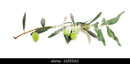 Olive branch isolated on white background. Green olives with leaves. Stock Photo