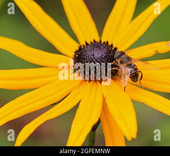 A male Myathropa florea hoverfly nectering or feeding on a yellow Coneflower, England, UK Stock Photo