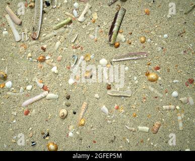 The shell beach at Reef in the Isle of Lewis with the tide line strewn with colourful shells. Stock Photo