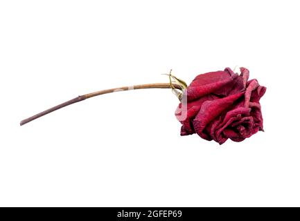 red dry rose isolated on white background Stock Photo