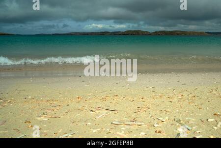 The shell beach at Reef in the Isle of Lewis with the tide line strewn with colourful shells. Stock Photo