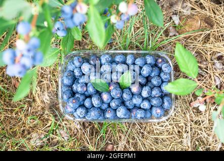 Plastic container full of freshly picked blueberries under a bush Stock Photo