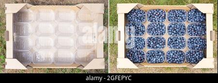 Empty and full self-assembly cardboard boxes used for blueberries storing and transportation Stock Photo