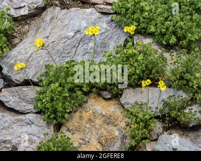 Background. Texture. The fence is made of stones of different sizes, covered with green plants Stock Photo