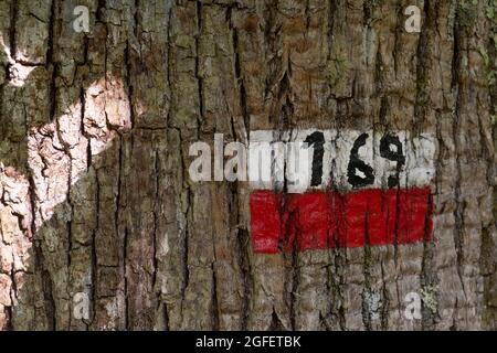 Mountain trail sign painted on the bark of a chestnut tree in Italy Stock Photo