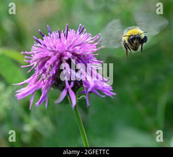 Bumblebee in flight after collecting pollen from Thistle Stock Photo