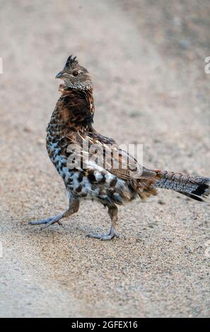 Close-up portrait of a spruce grouse hen (Canachites canadensis ...