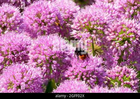 Bumble bee on Allium Millenium Ornamental Onion pink August flowers Stock Photo