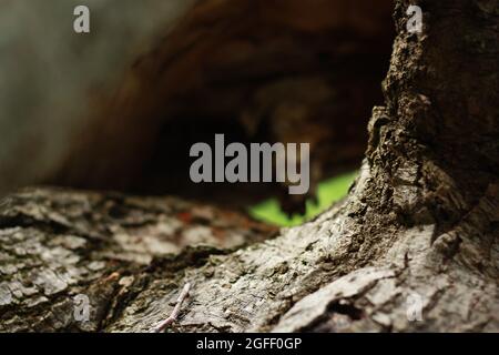 tree bark, macro photography, wooden tunnel, forest nature background. High quality photo Stock Photo