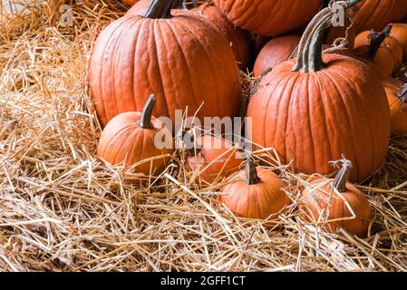 Various halloween pumpkins on stack of hay or straw in sunny day, fall display Stock Photo