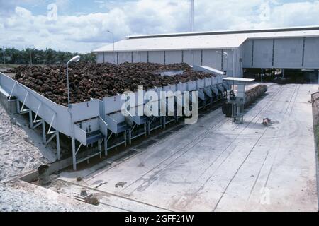 Hoppers of cut harvested fruit in oil palm (Elaeis guineensis) processing plant for oil production in southern Thailand, Stock Photo