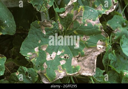 Angular leaf spot (Pseudomonas syringae lachrymans) lesions on a squash ...