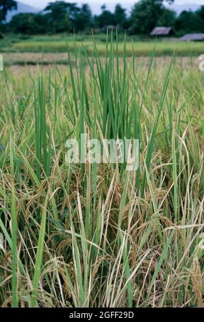 Bakanae disease (Gibberella fujikoroi) abnormal tall green extended leaves from rice plants in a ripening crop, Thailand Stock Photo