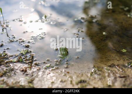 a green frog looks out from under the water which is located in the lake Stock Photo