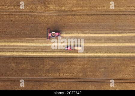 Pavilion Farm, Melrose, UK. Wednesday 25 August 2021. A Case IH Axial-flow 5140 X-flow combine harvester, harvesting wheat in fields between Galashiels and Melrose in the Scottish Borders, Recent dry spell of weather has created perfect conditions.  (Credit: Rob Gray / Alamy LIVE NEWS) Stock Photo