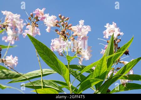 Chitalpa Tree flower XChitalpa tashkentensis blooming Stock Photo